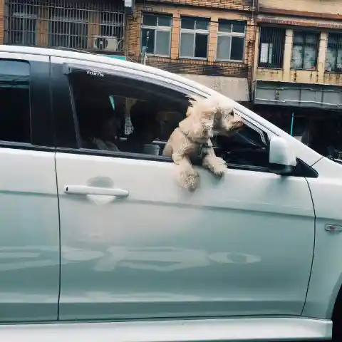 Sticking Its Head Out Of The Window
