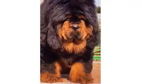  Tibetan Mastiff