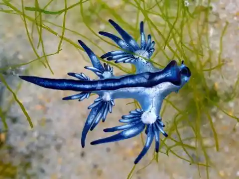 Bizarre Animals You Never Knew Existed