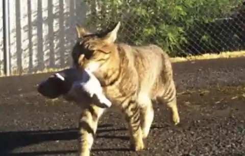 Cat Keeps Stealing Puppies, Neighbors Followed Him and Saw this