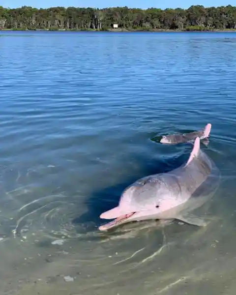 Scar The Dolphin