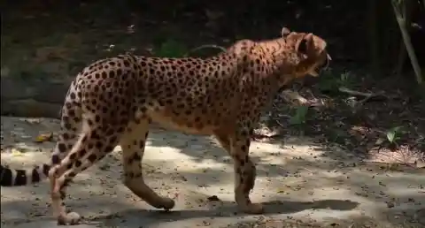 Vulnerable Cheetahs