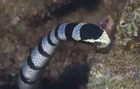 Belcher’s Sea Snake