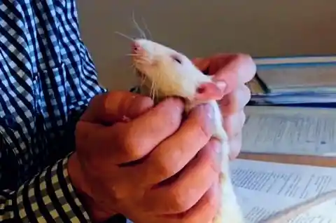 Grateful Rat!