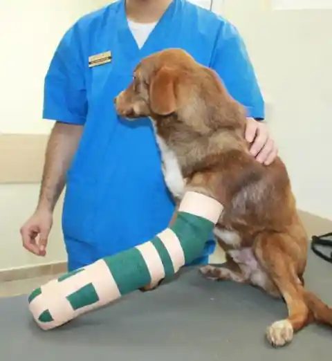 They wrapped casts around his damaged legs.