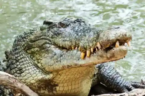 Largest Crocodile
