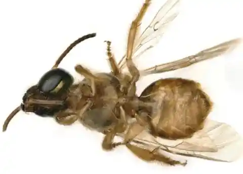 Researcher Discovers Incredibly Rare Bee That Has Eluded Scientists For Years