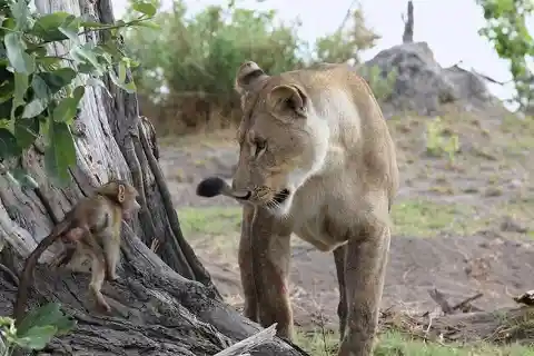 Wildlife Photographers Watch In Horror As Lioness Finds Baby Baboon But The Predator Does Something Incredible