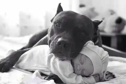 21. Ni perros enormes puedan resistir a la panza de un bebe.