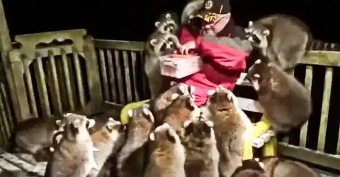 Attack Of The Raccoons