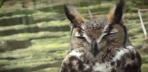 Guy Stumped When Owl Refuses To Leave, Looks Closer And Realizes He Has To Act Fast