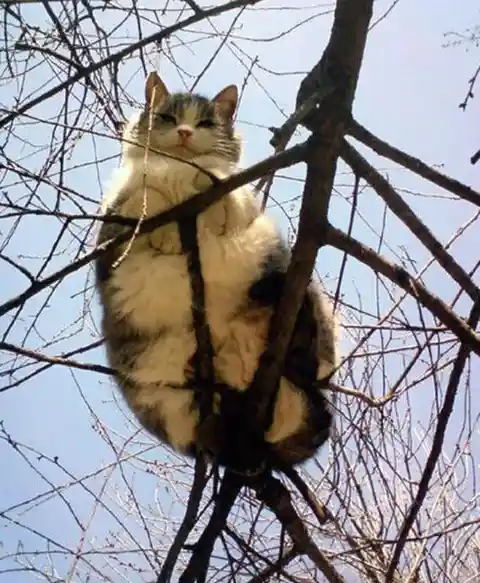 Fat Cat, Little Tree