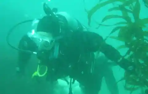 Seal Wouldn't Leave Diver Alone, He Realizes Why