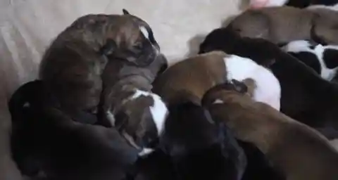 A Dozen Puppies