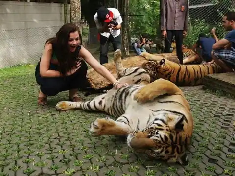 Even Tigers Need Belly Rubs