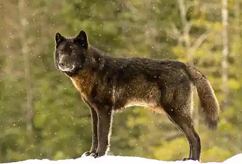 Wolves, a close cousin to man's best friend