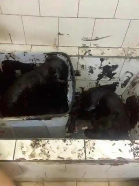 Thrown into a Tar Pit and Left to Die, These Two Puppies Were Inches Away From Death