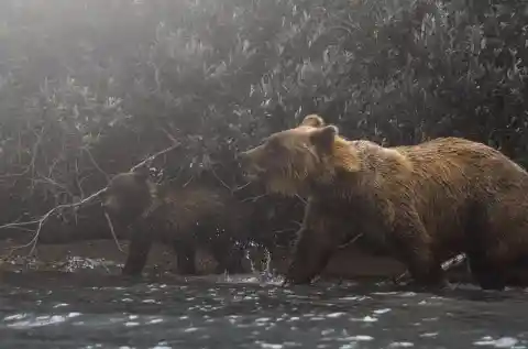 Mama Bear Grabs Man After He Saves Her Cubs