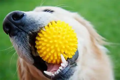 Dog's Mouth