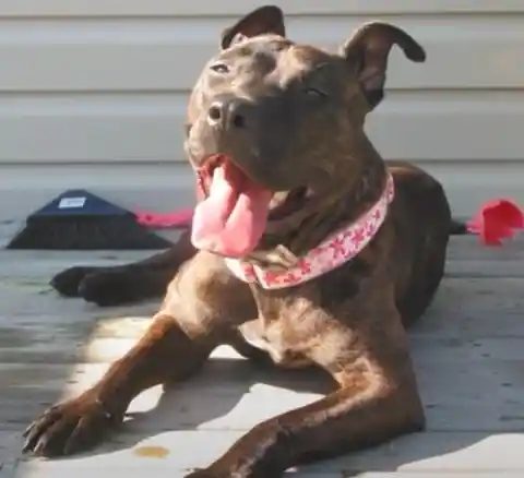 Grandmother Adopted A Pitbull. A Year Later, Neighbors Heard A Scream