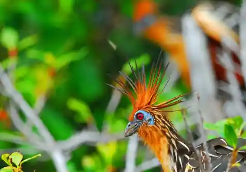 Hoatzin