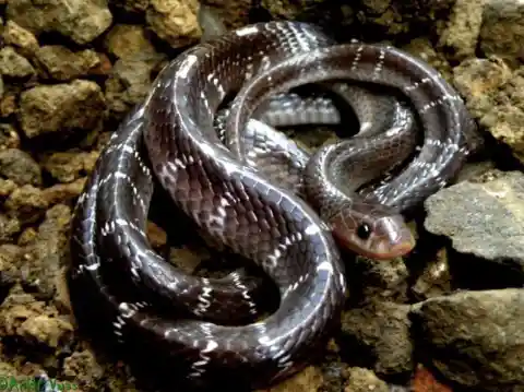 Common Krait