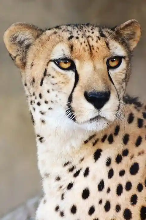 About Cheetahs