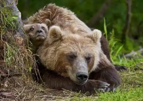 Mama Bear Hugs Man After He Saves Her Drowning Cub...