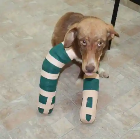 Once home from the vet, it only took him a little while to get the hang of walking in his casts.