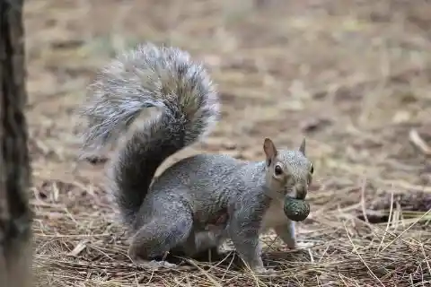 North Carolina Squirrels