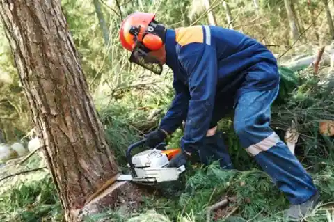 Man Spots Lump On Tree Leading Him On Wild Treasure Hunt
