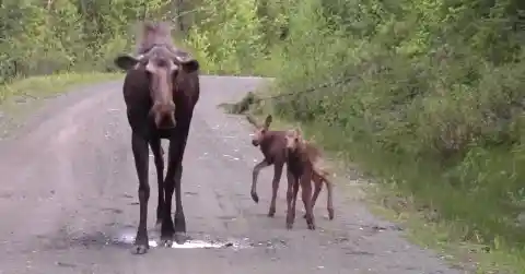 A Moose Can Be Dangerous