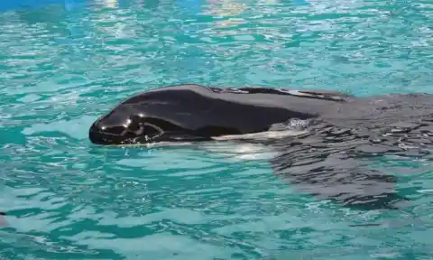 EXPOSED: The Secrets SeaWorld Doesn't Want You Knowing