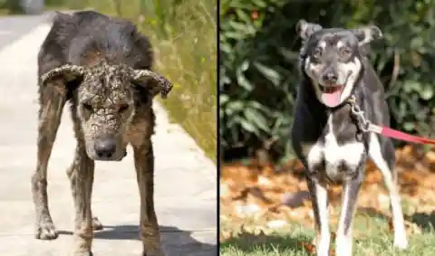Shocking Rescue Dog Before And Afters, You Won’t Even Recognize Them