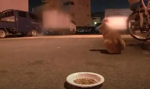 Woman’s Puzzled When Stray Cat Only Accepts Food in Bag She Can Carry, Follows Her to Learn Why