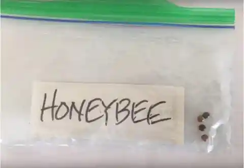 15. Some Hope For Honeybee’s Recovery?