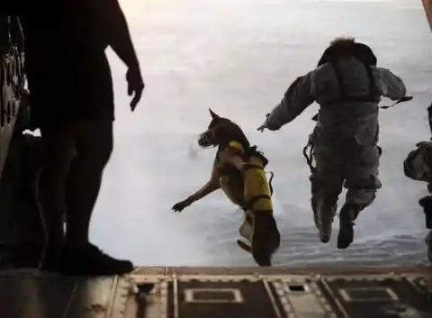 The Air Force's Dogs