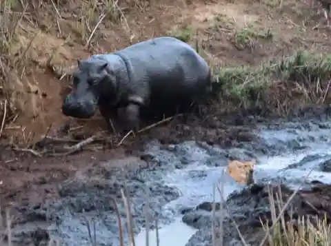Brave Hippo Rescues Baby Antelope From Pack Of Wild Hyenas In Spectacular Act Of Nature