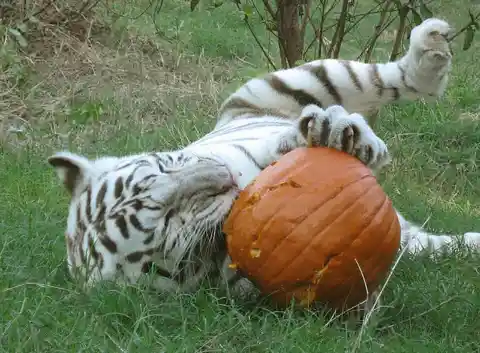 Tiger VS. Pumpkin