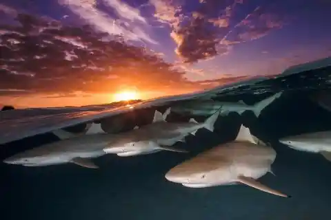 Sharks Under The Sunset