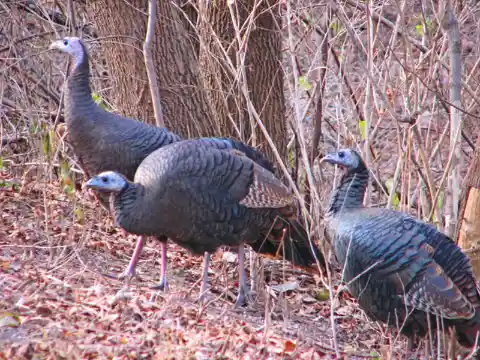 18. Turkeys Can Be Heard Up To A Mile Away