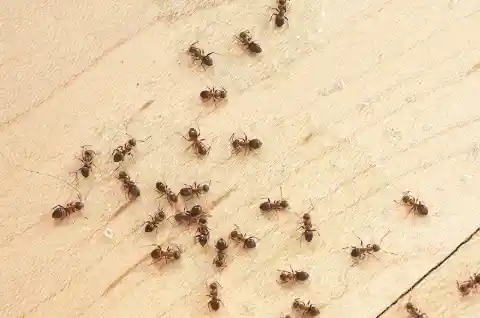 Insect Invasion