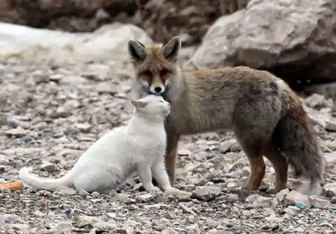 Wild Cat And Fox