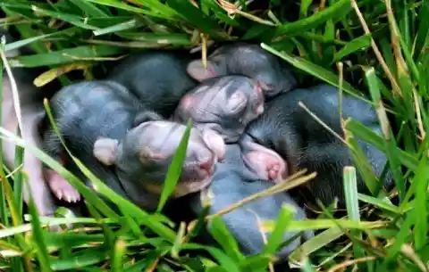 Adorable Baby Squirrels