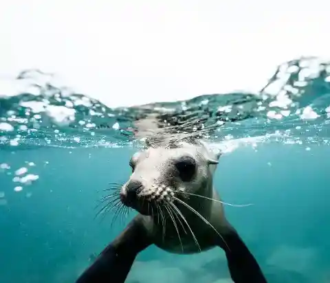 6. Silly Seal Scare