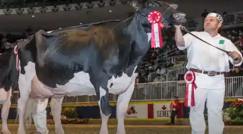 Miss Missy Cow $1.2 Million