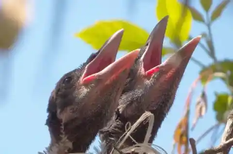 Baby Crows