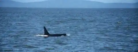 Tourists Visiting Indonesia Spot Orca Stuck In The Middle Of The Ocean