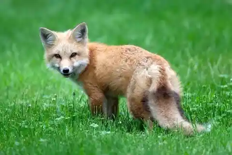 This Baby Fox was Nearly Killed, But Fate had Other Plans for Him