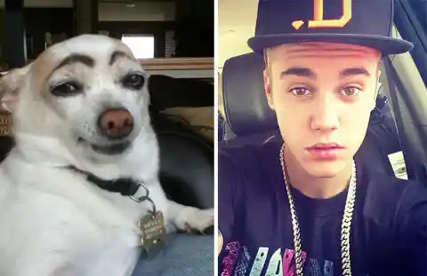Dog With Eyebrows Looks Like Justin Bieber